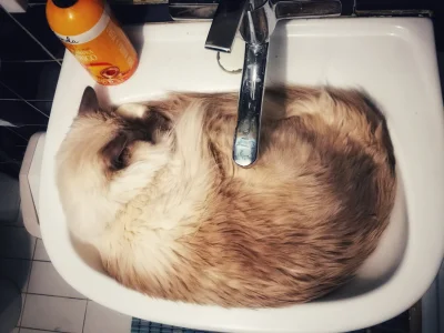 Volan - Odkręcić wodę? ( ͡º ͜ʖ͡º)
#pokazkota #koty #heheszki
