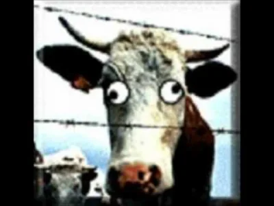 l.....e - @Fafnucek: ciekawe czy znają szalone krowy ( ͡° ͜ʖ ͡°)