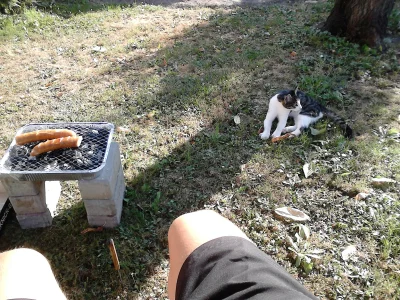 Solitary_Man - Siedzę i robie grilla z kotami #truebordo