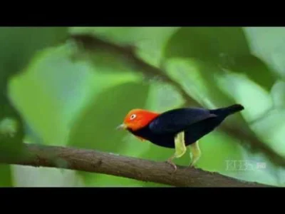 Mireczka - Taki śmieszny ptaszek :D


SPOILER

#biologia #natura #heheszki #smie...