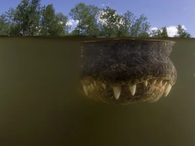 Administratore - #smiesznypiesek #zwierzaczki
 Alligator in Big Cypress National Pres...