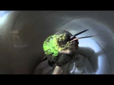 Hoverion - @herejon: Śpiący koliber