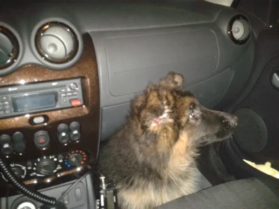 adios - Sara pilotuje samochód. :)

#pies #furboners