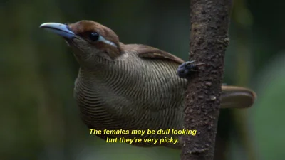 rancosster - #tinder #tinderwpigolce #heheszki #logikarozowychpaskow