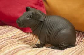 Zamknijmordeboncki - Kupię małego hipopotama #swinkaskinny