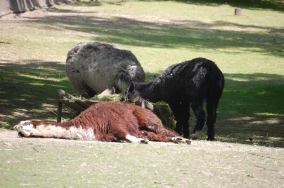 soadfan - Mirabelki i Mireczki, byliśmy dziś z rodzinką na wypadzie do #zoo w #ostrav...