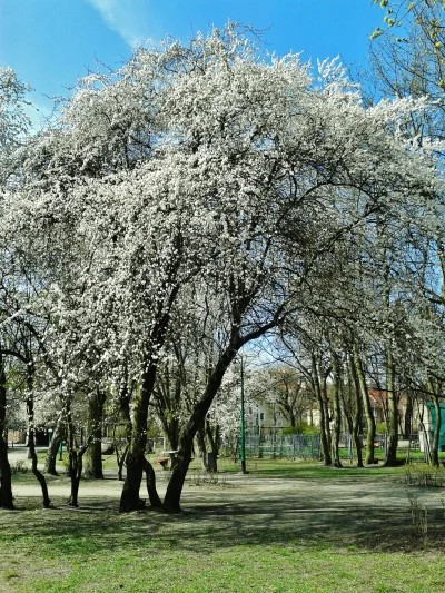 s.....e - Wiosna pełną gębą.
Czuje dobrze człowiek

#wisnia #wiosna #drzewa #czuje...