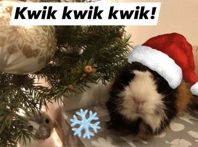 hellyea - Czy świątecznej Grubej wolno plusa? (｡◕‿‿◕｡)

(⌒(oo)⌒)

#swinkimorskie #swi...