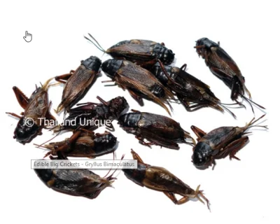 GrzegorzMistical - https://www.thailandunique.com/edible-crickets
2 dolary za 15 gra...