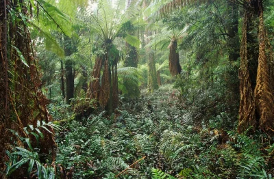 NajslabszyPingwinw_Stadzie - @diabeu255: tasmańskie lasy chyba jako jedyne, najbardzi...