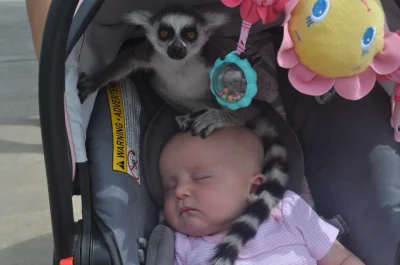 P.....k - #wtf #lemur #dziecko #zoo #heheszki 

idziecie sobie z dzieckiem przez zoo,...