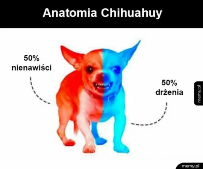 Charakternik_ - > Chihuahue

@Wolvi666: