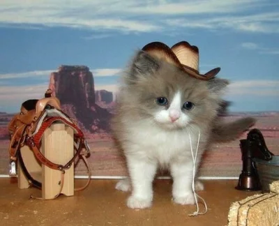 fsfdjf - meowdy howdy