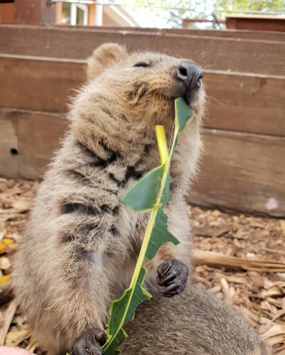 mfek00 - Dobry liściej, taki nie za liściejowaty
#quokkanadzis #quokka #zwierzaczki