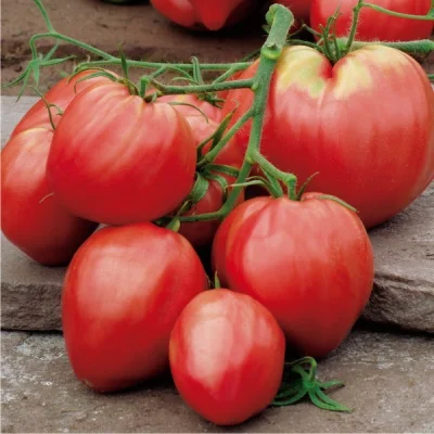 zupazgwozdzia - @EastPage: Pomidor 'Bawole Serce' to jest król pomidorów jak lew jest...