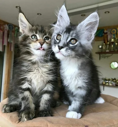 trusia - Pięknotki dwie 
#koty #zwierzaczki #smiesznekotki