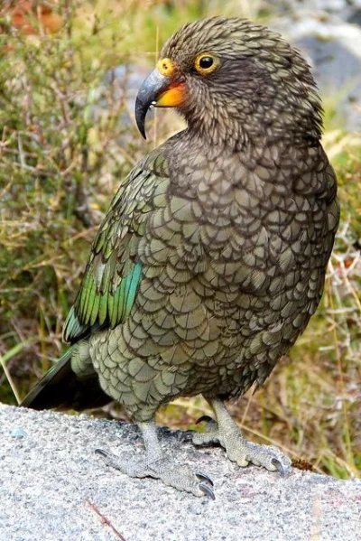 DuchBieluch - Nestor kea (Nestor notabilis) – gatunek ptaka występujący endemicznie w...