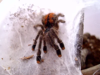 K.....d - poznajcie Franka ;) (Avicularia avicularia - L5) 
jeśli jesteś zainteresow...