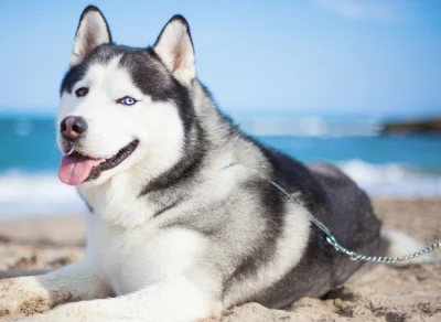 narzeczonazlammermoor - Najpiękniejsza rasa psa.
#husky #zwierzaczki #smiesznypiesek