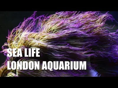 Pandemicum - Byłem parę tygodni temu w Sea Life London Aquarium i swoim zwyczajem zro...