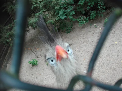 EthanBuzz - Polecam odwiedzać nowe zoo, ogród jest całkiem spory, wciąż się rozbudowu...