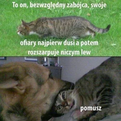 Qentin - #heheszki #humorobrazkowy #koty < #psy