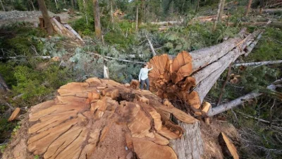 R187 - Podobnie wielkie drzewa nadal są wycinane w Kanadzie, żywotniki olbrzymie i da...