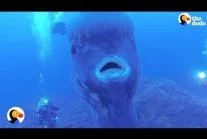Zdejm_Kapelusz - Krótki filmik opowiadający o wyjątkowej rybie, jaką jest Samogłów. R...