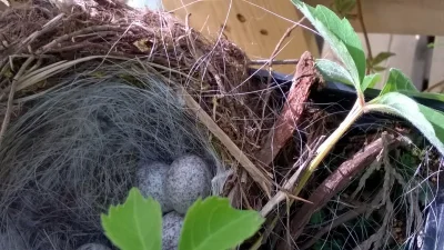 zooem - Odkrycie w dniu dzisiejszym w #pracbaza:
W doniczkach z roślinami na sprzeda...