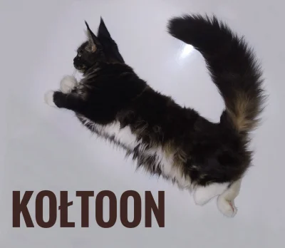 mainecoompf - Zrobiłem "logo" ze swojego kota xD

#pokazkota #koty #mainecoon #koltun...