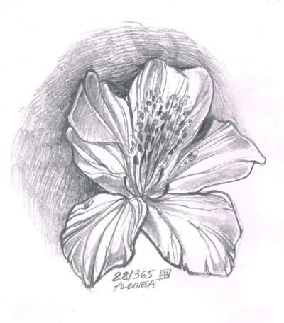 Albinea - 28/365 Kwiat. Padło na azalię :) 
#365styczen #albinearysuje