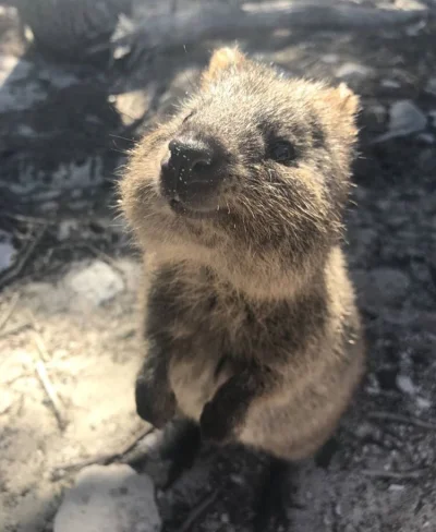 aloszkaniechbedzie - Rozkoszowanie sie słoneczkiem do oporu 

#quokkanadzis #quokka #...