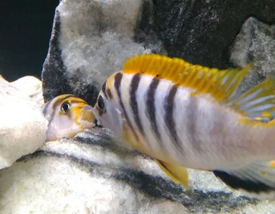 koters - Dwa samce Labidochromis Hongi w walce o jaskinię o "wysokim standardzie" ( ͡...