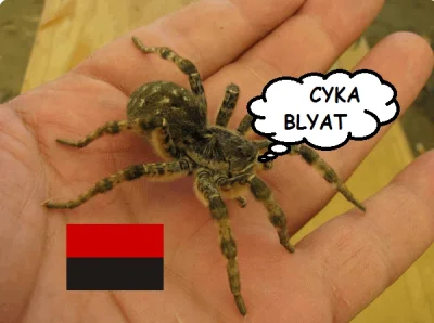 JakeKurtAcfino - Tarantula ukraińska
Czasami można ją spotkać w bieszczadach
SPOILE...