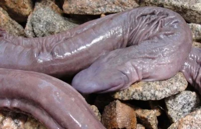 M.....k - Ślepy wąż: 
Tego niezwykłego węża bez oczu, znaleziono w Amazonii. Jego na...
