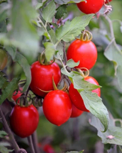 Sierkovitz - Make Tomato Great (tasting) again!

Naukowcy z Florydy są na tropach p...