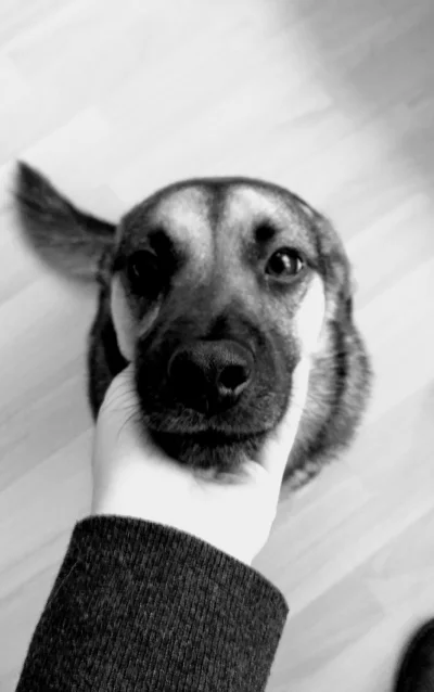 KornixPL - Jak tu nie kochać psów? Zawsze wdzięczne, zawsze wierne. Czasami jest z ni...