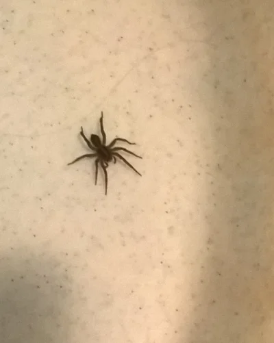 l.....8 - Ale spotkałam pająka w łazience :s
#pajak #pajonk #strasznypiesek