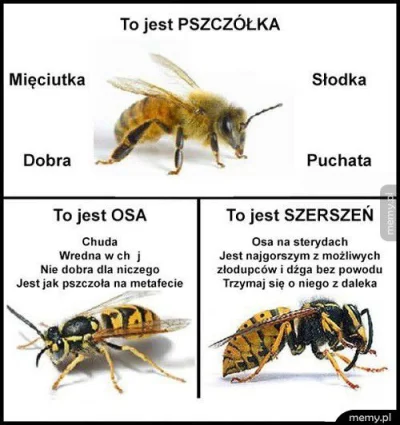 Zdejm_Kapelusz - Niech się pszczółek nie czepia, francuski piesek.
Bo to pewnie inne...