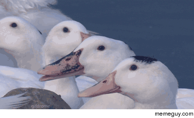 nasedo - @shaker332: