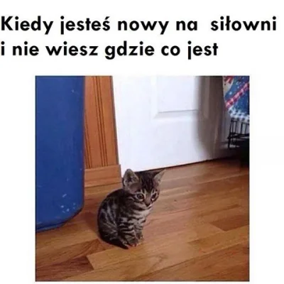 A.....3 - ! #heheszki #humorobrazkowy #koty #mirkokoksy #silownia