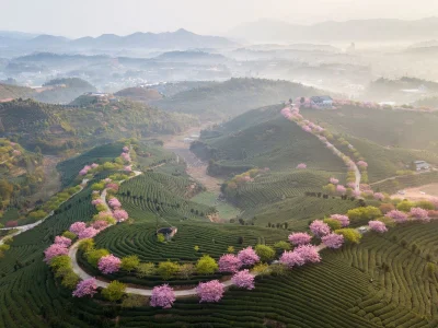 vcx_ - Wiosna na herbacianej plantacji w Fujian, Chiny
#widoki #fotografia #earthpor...