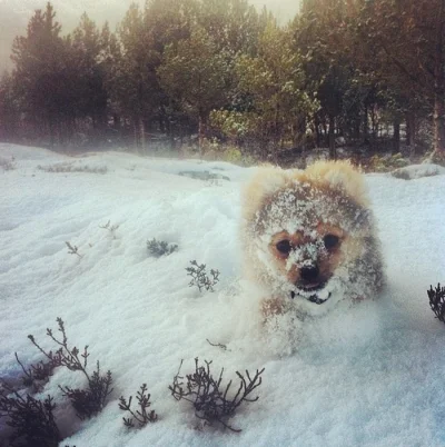 lesio - #pies #piesel #zwierzeta #zima #snieg #smiesznypiesek 

Piesełki i śnieg. 5...