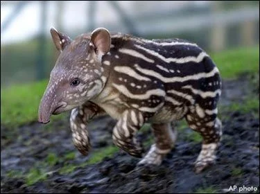 zarek - @GraveDigger: podobny do tapira