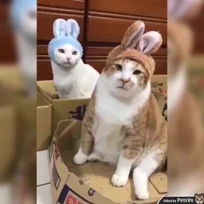 Koleandra - Dziś #smiesznekotki odzwierciedlają moje samopoczucie w tę pogodę...

#...