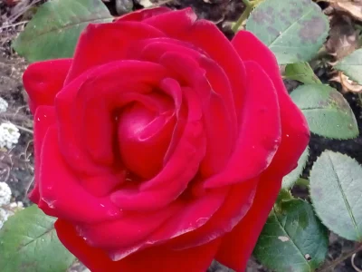 laaalaaa - Róża nr 89/100 z mojego ogrodu ( ͡° ͜ʖ ͡°)
SPOILER
#mojeroze #ogrodnictw...