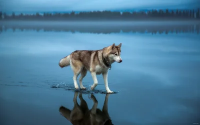 WezelGordyjski - Husky spaceruje po zamarzniętym jeziorze które jest zalane deszczem....