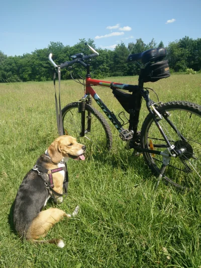 egzo2 - Cześć Mirki

Szukam lokalizatora gps dla mojego psa. Co byście polecili? 
...