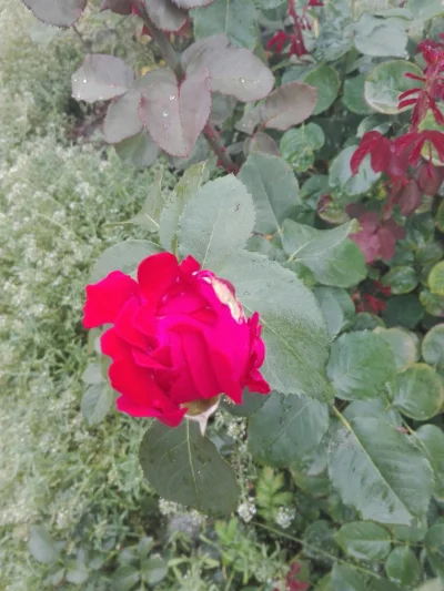 laaalaaa - Róża nr 35 ( ͡° ͜ʖ ͡°)
Poranne, przdpracowe zdjęcie- wybaczcie jakość ( ͡...