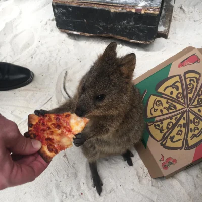 mfek00 - Na niedziele wieczur najlepsza pizza ʕ•ᴥ•ʔ

Jak zawsze zachęcam do nadsyła...